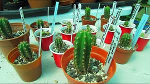 You are now ready to do this on your own, it's the easiest way to turn your single san pedro into an actual cactus patch! Potting Up Trichocereus San Pedro Cactus Hybrid Seedlings Pricking Out Planting Tips Youtube