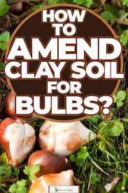 How To Amend Clay Soil For Bulbs