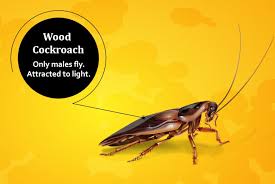 goodbye flying roach roach