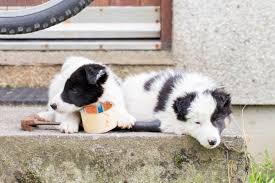 See all puppies for adoption. Miniature Border Collie Can You Have One As A House Pet