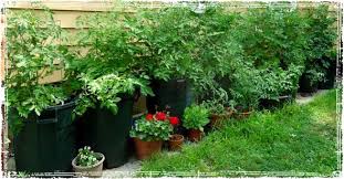 container gardening learn how to grow
