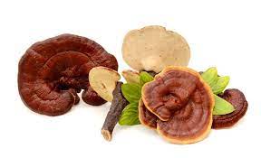 Ganoderma lucidum Ganoderan Ganoderma lucidum Ganoderan