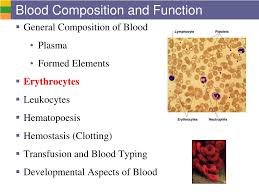 ppt blood composition and function