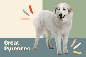 great pyrenees dog breed information