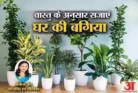Plants Vastu Tips For Home According To