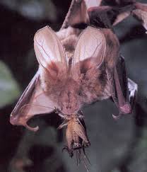 what do bats eat
