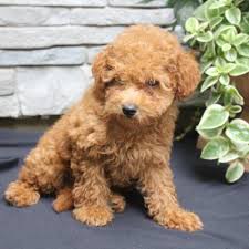 toy poodle puppies cute
