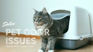 carpet cleaner is best for cat urine