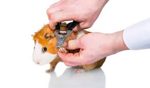 cutting a guinea pig s nails planet pet