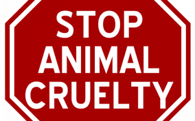 Image result for animals rights