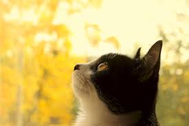 Some of the general symptoms of cancer in cats are: How Do I Know If My Dog Or Cat Has Cancer