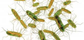 Salmonella infection (salmonellosis) is a common bacterial disease that affects the intestinal tract. Salmonella The Most Common Cause Of Foodborne Outbreaks In The