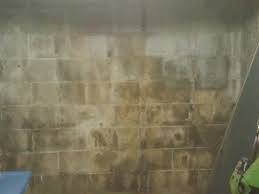 Mold Or Efflorescence How To