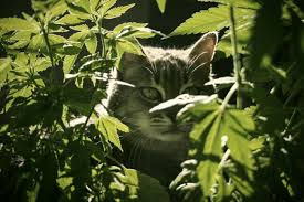 This natural alternative was formulated for cats and dogs in order to relive any symptoms of anxiety, as well as pain caused by illnesses or aging. Cbd Oil For Cats How Does It Work Rqs Blog