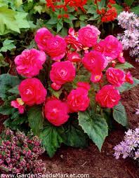 Bégonia multifleurs - Multiflora Maxima - fleurs roses - 2 pcs - – Garden  Seeds Market | Livraison gratuite