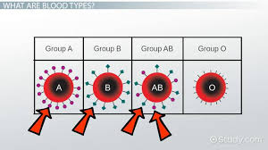 Genotypes For Various Blood Types