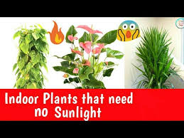 indoor plants that need no sunlight