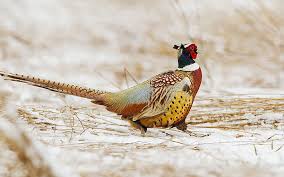 hd wallpaper bird pheasant tail