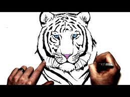 how to draw a white tiger step by