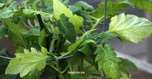 The yellowing process gradually includes more and more of the foliage and is accompanied by wilting of the plant during the hottest part of the day. Yellow Leaves On Tomato Plant Here S Why How To Fix It