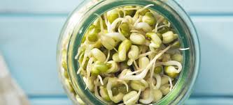 how to make bean sprouts plus benefits