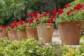 Potted Plants In Shape All Summer