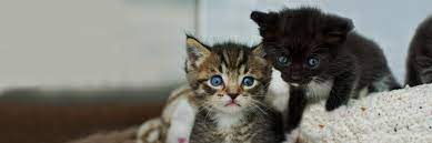 The aspca adoption center consistently has kittens available for adoption, especially during the summer months. The Kitten Nursery Kitten Rescue
