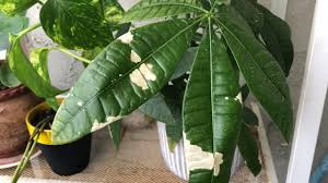 The most comprehensive image search on the web. Money Tree Leaf Turned White Why Youtube