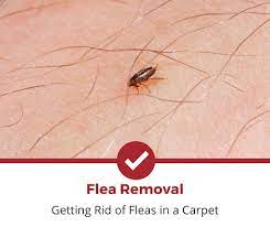getting rid of fleas in a carpet 2023