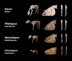 Evolution Of The Horse Wikipedia