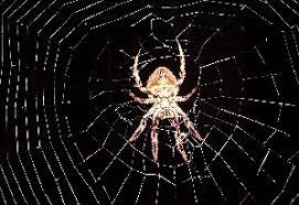 garden orb web spider eriophora