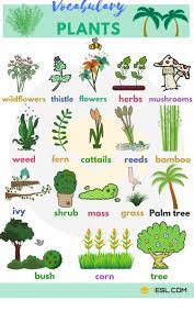 list of plant and flower names in