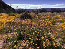 We did not find results for: Witnessing The Super Bloom In Joshua Tree Botany