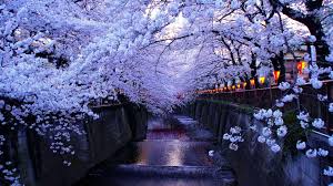 cherry blossom tree park at