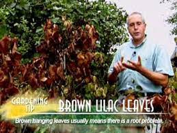However, in early september, the leaves started to turn brown and brittle, and most concerning is the fact that next year's buds have started to open. Brown Lilac Leaves Youtube
