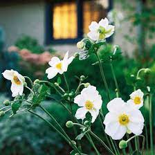 Best White Flowers For Your Garden