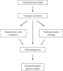 Glucagon for injection is not indicated for the emergency treatment of hypoglycemia because it is not packaged with a syringe and diluent necessary for rapid preparation and the concomitant use of indomethacin and glucagon for injection may lead to hypoglycemia. Metabolic Effects Of Glucagon In Humans Sciencedirect
