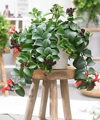 31 Best Flowering Houseplants Indoor