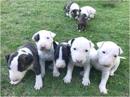 Yorkshire terrier puppies for sale: Bull Terrier Puppies For Sale Fresno Ca