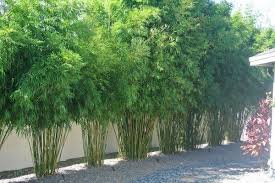 Clumping Bamboo Makes Great Hedge