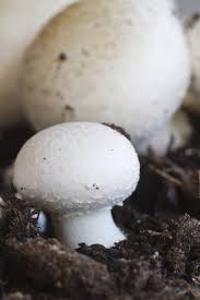 how to grow white on mushrooms at home