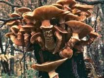 Image result for What Is Meant By Mushroom ?