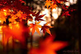 photo of maple leaf leaves fall