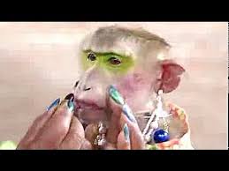 talented monkey beauty show bangkok