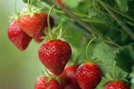 strawberry plants ile ilgili görsel sonucu