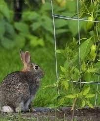 Plants Rabbits And Deer Watters