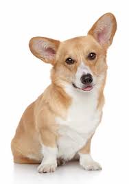 Since corgis are an active breed, choose a food formulated to maintain their energy levels and ideal body condition. Best Dog Food For Corgis Corgi Puppies In 2021 Goodpuppyfood