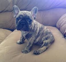 Join millions of people using oodle to find puppies for adoption, dog and puppy listings, and other pets adoption. French Bulldog For Sale Hoobly Classifieds Brindle French Bulldog Bulldog Cute Puppies