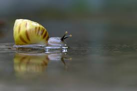 how to get rid of pond snails 6