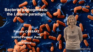 The listeria monocytogenes pathogenic bacteria. The Bacterial Pathogen Listeria Monocytogenes